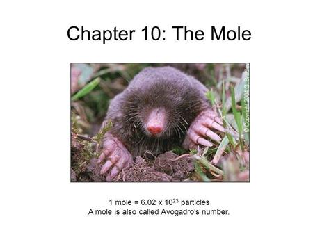 Chapter 10: The Mole 1 mole = 6.02 x 10 23 particles A mole is also called Avogadros number.