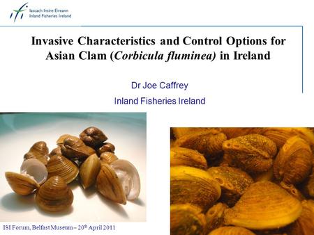 Invasive Characteristics and Control Options for Asian Clam (Corbicula fluminea) in Ireland Dr Joe Caffrey Inland Fisheries Ireland ISI Forum, Belfast.