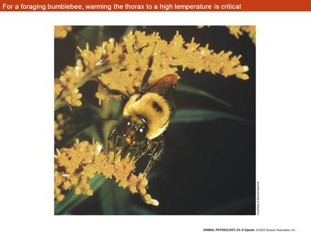 For a foraging bumblebee, warming the thorax to a high temperature is critical anphys-opener-08-0.jpg.