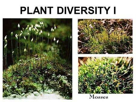 PLANT DIVERSITY I.