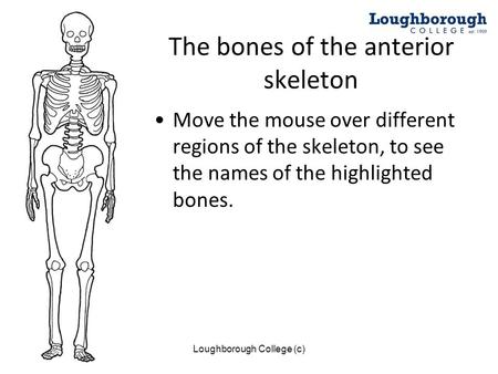 The bones of the anterior skeleton