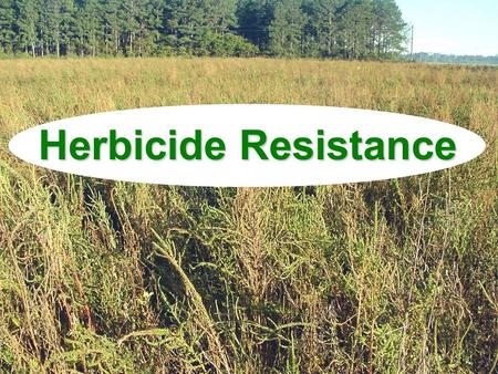 Herbicide Resistance. Discussion Topics What is resistance? What causes resistance?