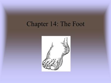 Chapter 14: The Foot.