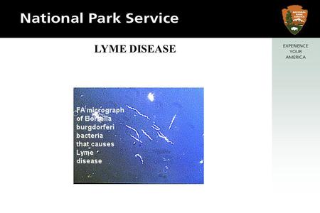 LYME DISEASE TICKS THAT TRANSMIT LYME TO MAN Deer Tick Pacific Black-legged Tick Photo by John VanDyk, Iowa State Univ. Dime.
