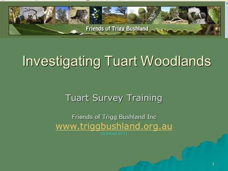 1 Investigating Tuart Woodlands Tuart Survey Training Friends of Trigg Bushland Inc www.triggbushland.org.au Updated 2011.