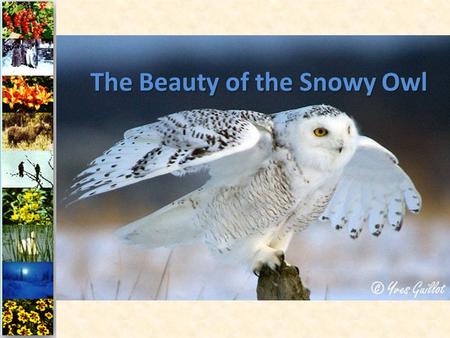 The Beauty of the Snowy Owl. The Snowy Owl is typically found in the northern circumpolar region, where it makes its summer home north of latitude 60.