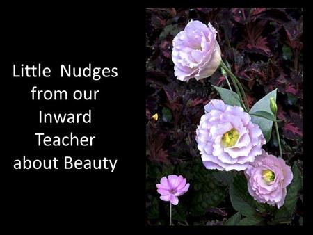 Little Nudges from our Inward Teacher about Beauty.