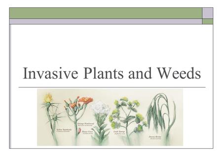 Invasive Plants and Weeds. Why Care? The spread of noxious weeds: Signal the decline of entire ecological watersheds. Severely impact the beauty and biodiversity.