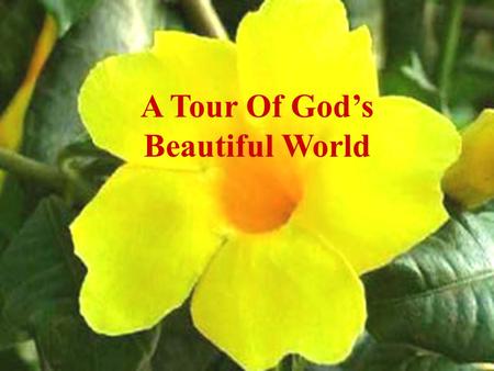 A Tour Of Gods Beautiful World With the sweet smell of His colorful flowers.