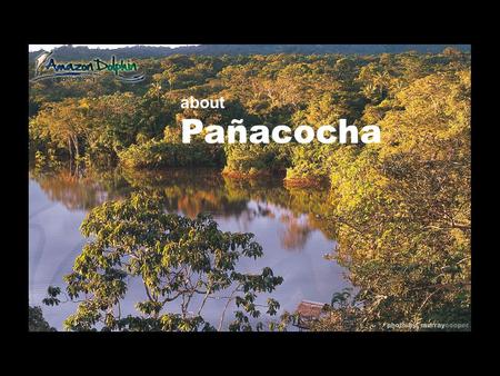 About Pañacocha. and Amazon Dolphin Lodge The Pañacocha Protected Forest (56.ooo ha), is central to the critical system of protected areas in Northwestern.