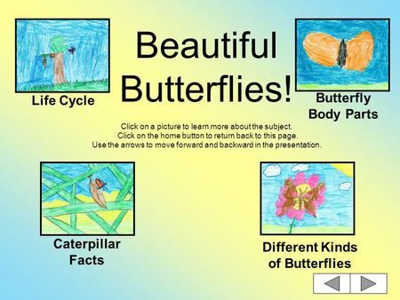 Beautiful Butterflies! Click on a picture to learn more about the subject. Click on the home button to return back to this page. Use the arrows to move.