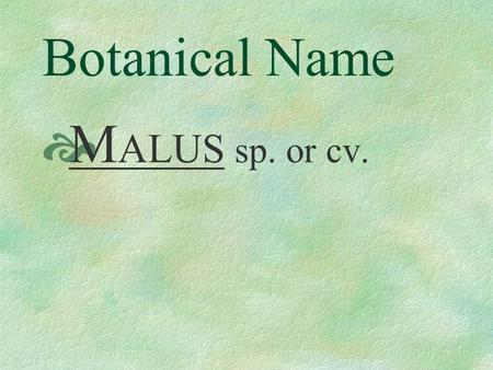 Botanical Name M ALUS sp. or cv. Pronunciation MAY - lus HY- brid - a.