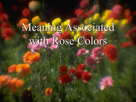 Meaning Associated with Rose Colors. Free template from www.brainybetty.com2.