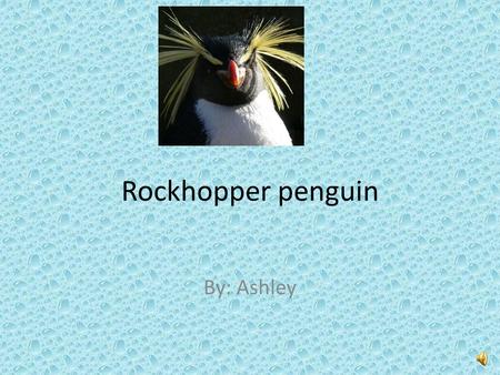 Rockhopper penguin By: Ashley Have you ever seen a black and white thing waddling around the beach? Look again because it might be a rockhopper penguin.