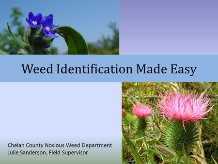 Weed Identification Made Easy