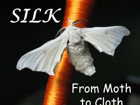 SILK From Moth to Cloth.