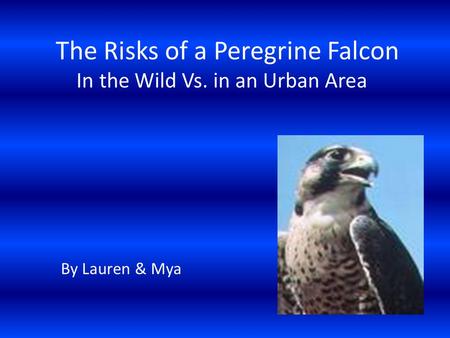 The Risks of a Peregrine Falcon In the Wild Vs. in an Urban Area By Lauren & Mya.