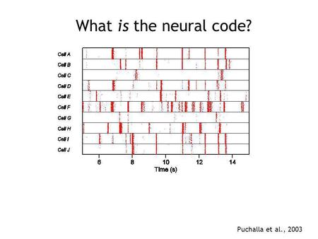 What is the neural code? Puchalla et al., 2003. What is the neural code? Encoding: how does a stimulus cause the pattern of responses? what are the responses.