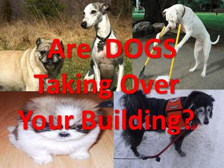 Are DOGS Taking Over Your Building?. Service Animals in Places of Public Accommodation.
