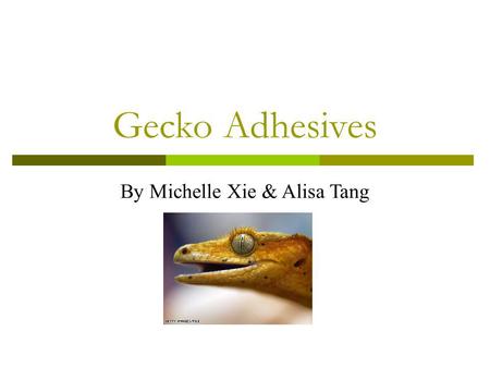 Gecko Adhesives By Michelle Xie & Alisa Tang. WHAT?!?!