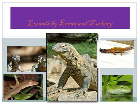 Lizards by Emma and Zackery. Frilled lizard Monitor lizards have forked tongues.