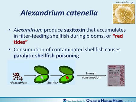 Alexandrium catenella