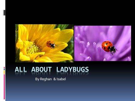 By Reghan & Isabel. Descriptive facts In many cultures, ladybugs are good luck. Ladybugs are beetles. A ladybug has two hard front wings.