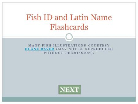 MANY FISH ILLUSTRATIONS COURTESY DUANE RAVER (MAY NOT BE REPRODUCED WITHOUT PERMISSION). DUANE RAVER Fish ID and Latin Name Flashcards NEXT.