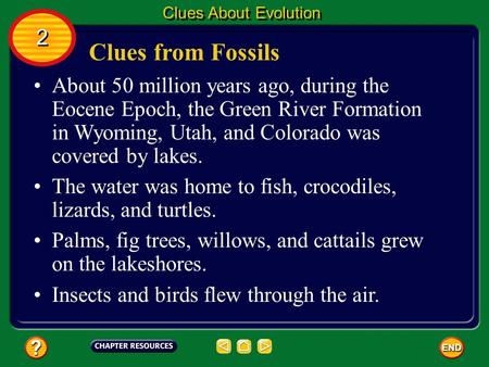 Clues About Evolution 2 Clues from Fossils