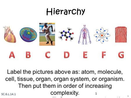 Hierarchy A B C D E F G Label the pictures above as: atom, molecule, cell, tissue, organ, organ system, or organism. Then put them in order of increasing.
