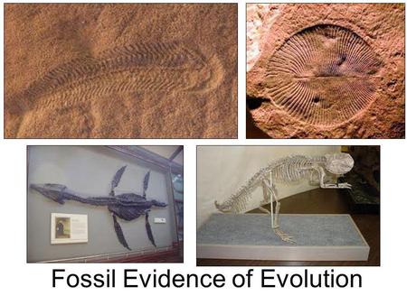 Fossil Evidence of Evolution