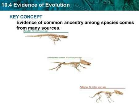 Evidence for evolution in Darwin’s time came from several sources.