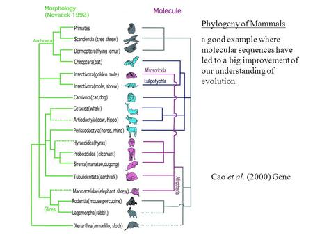 Cao et al. (2000) Gene Phylogeny of Mammals a good example where molecular sequences have led to a big improvement of our understanding of evolution.