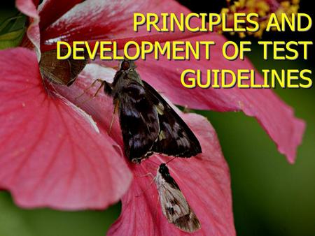 PRINCIPLES AND DEVELOPMENT OF TEST GUIDELINES. Introduction Test Guidelines represent an agreed and harmonized approach for the examination of new varieties.