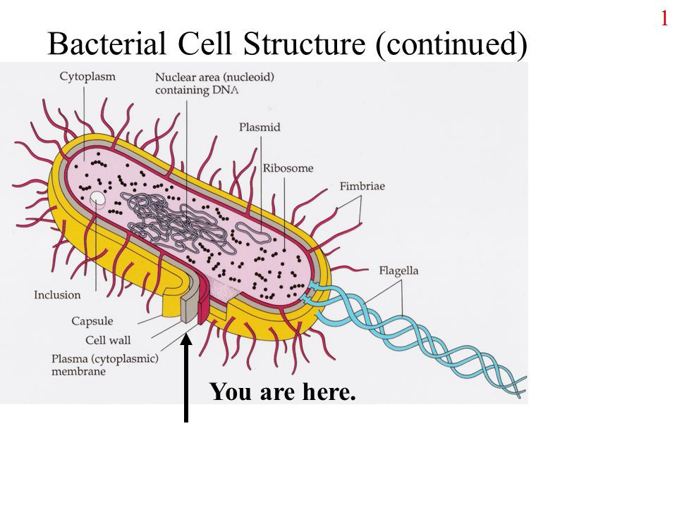 bacterial cell diagram