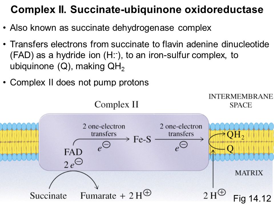 Αποτέλεσμα εικόνας για succinate ubiquinone oxidoreductase (complex I)