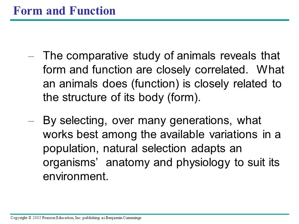Form and Function The comparative study of animals reveals that form and  function are closely correlated. What an animals does (function) is closely  related. - ppt video online download
