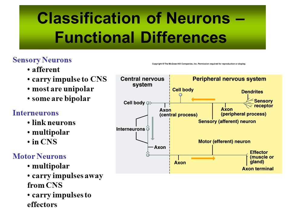 neuron level draw diagram of a Difference Neuron Neuron Sensory Motor And  impremedia.net