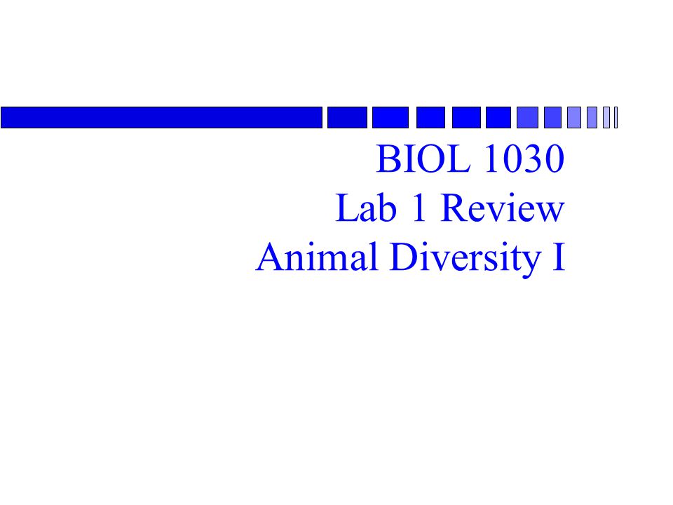 BIOL 1030 Lab 1 Review Animal Diversity I - ppt video online download