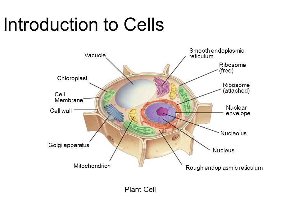 Introduction to Cells Plant Cell Smooth endoplasmic Vacuole reticulum - ppt  download