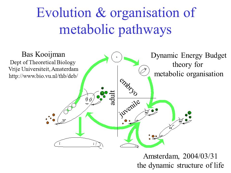 Evolution of Metabolic Pathways 