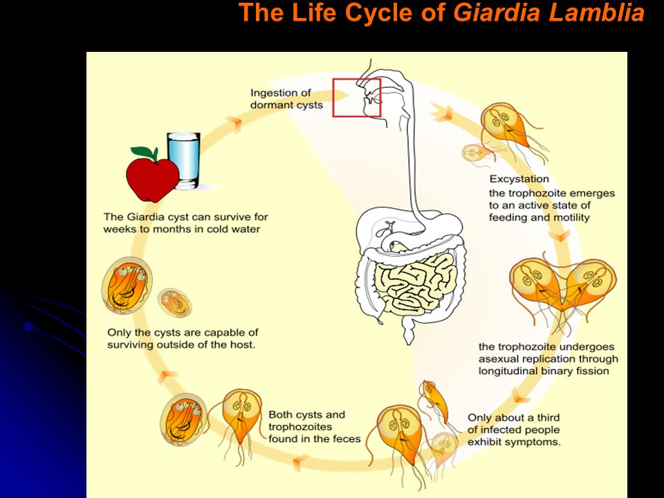 Giardia life cycle in humans.