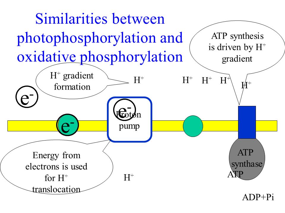 ATP synthesis is driven by H+ gradient H+ gradient formation H+ H+ H+ - ppt  download