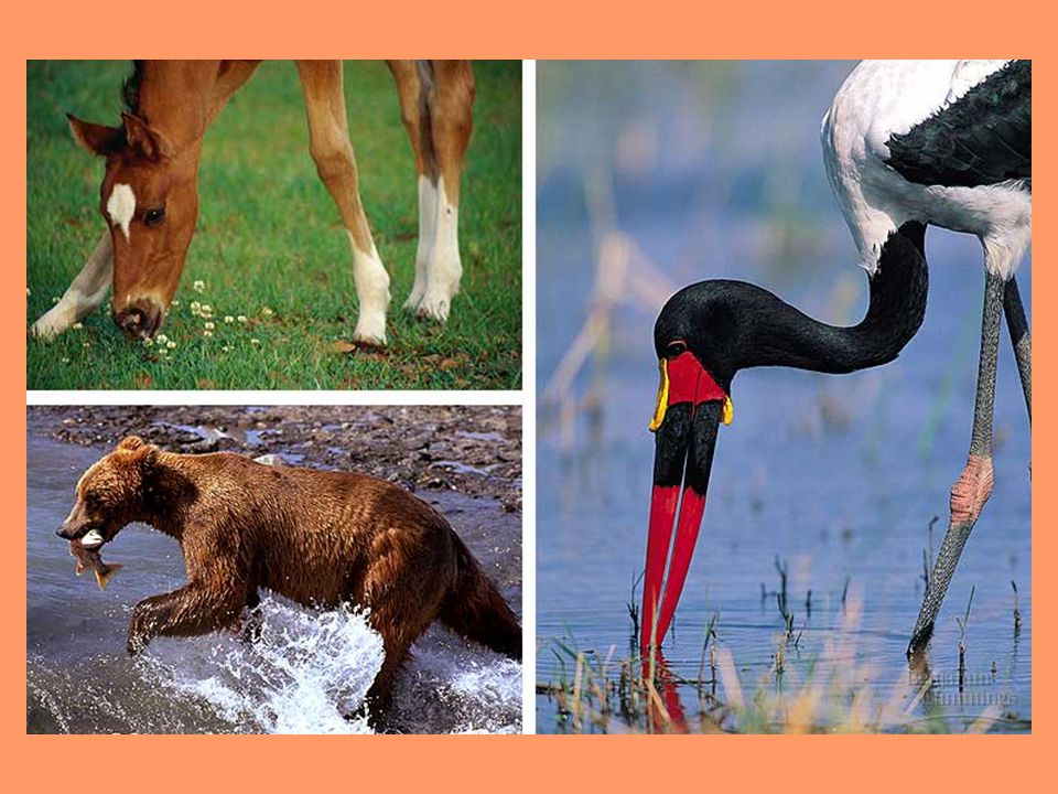 Learning Objectives: Animal Nutrition 2/18/08 Describe the categories of dietary requirements for adequate nutrition in animals. Recognize and explain. - ppt download Learning Objectives: Animal Nutrition 2/18/08 Describe the categories of dietary requirements for adequate nutrition in animals. Recognize and explain. - ppt download