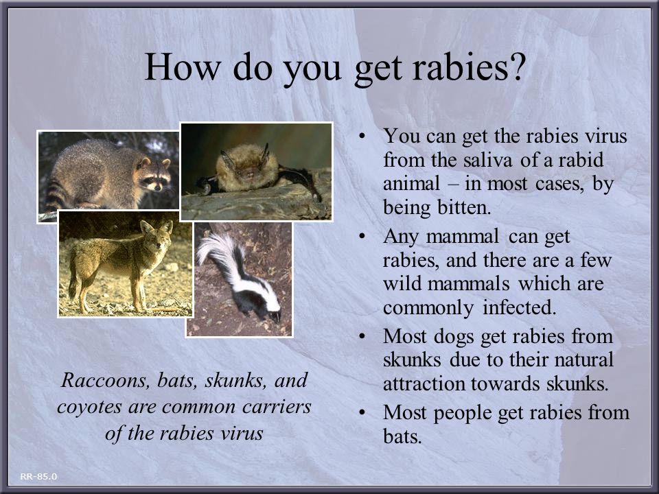 How do you get rabies? You can get the rabies virus from the saliva of a rabid  animal – in most cases, by being bitten. Any mammal can get rabies, and. -