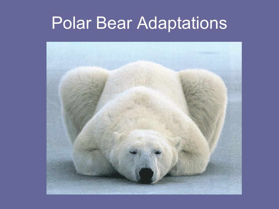 Polar Bear Adaptations - ppt download
