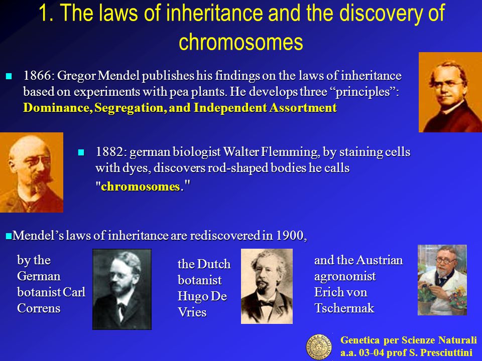Genetica per Scienze Naturali a.a prof S. Presciuttini 1. The laws of inheritance and the discovery of chromosomes 1866: Gregor Mendel publishes. - ppt download