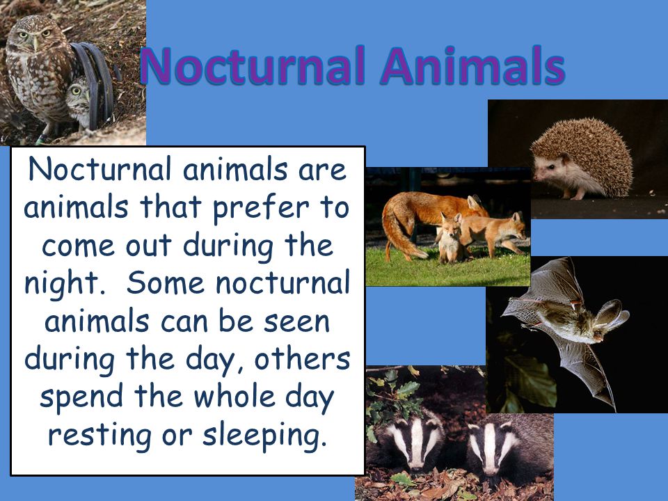 Nocturnal animals are animals that prefer to come out during the night.  Some nocturnal animals can be seen during the day, others spend the whole  day resting. - ppt download