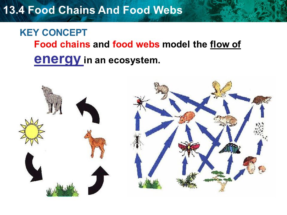 Complete Guide Of Food Chain Food Web Levels In Food 41 OFF complete-guide-of-food-chain-food-web-levels-in-food-41-off