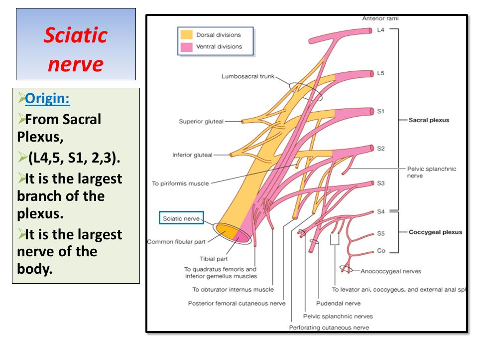 Lumbosacral plexus Sciatic and Femoral nerves - ppt video online download